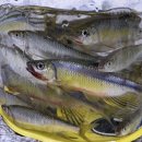 피라미다 | 아침 꺽지 낚시, 갈겨니, 피라미 낚시 폭염 문자 오면 철수 피라미 갈겨니 구분 방법