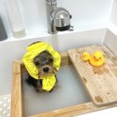 콩스몽스 이미지