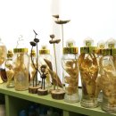 조팝꽃피는마을 이미지