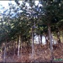 회춘명약