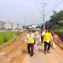 구리시, 국민운동단체 아로니아 수확 봉사 활동 이미지