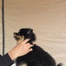 미용할개 | 🐾 2025 이천펫축제 후기 | 하솜이와 함께 즐긴 반려동물 축제