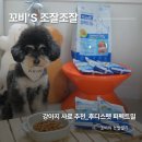 후디스펫 강아지 사료 후기 입짧은 강아지도 잘 먹는 퍼펙트밀 기호성 테스트
