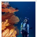 태국 푸켓 아쿠아 타일랜드 리브어보드 사우스안다만 트립 최고의 서비스 with Devilsdivers &amp; Dive Cove 이미지