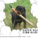 선녀와나무꾼 이미지