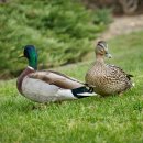 행운오리 이미지