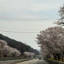 한성농장2 | [코스트코 장바구니] 세종점(깍두기양밥,트러플잠봉,소고기다짐육)