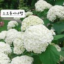 아나벨과목수국 이미지