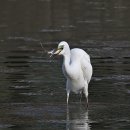 작은백로 이미지