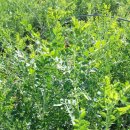 손메주영농조합 이미지