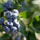 블루베리 이미지