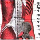 ♠ 족태양방광경의 경혈 - 지실(志室, 2개 혈BL52) , 포황(胞 , 2개 혈BL53) 이미지