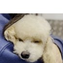 출장펫쌀롱 빙구네 이미지