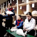 경남대극동문제연구소:북한 '제2의 단고기' 와 자이언트 토끼 & 왕토끼 이미지