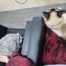 화이트빌헤어 이미지