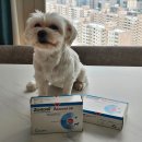 베토퀴놀코리아(주) | 강아지 간 영양제 베토퀴놀 젠토닐 어드밴스 4개월 급여 후기