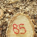 신갈나무(13살)-085-은평구 봉산 편백나무 숲 확장공사로 벌목된 나무 기록 이미지