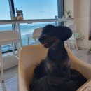 맘앤도그 이미지