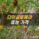 다이글로메라 효능 부작용 가격 이미지