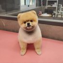 우한수 애견미용실 이미지