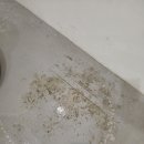 농협중앙회 신촌 복합건물 | 마포구 신촌 댄스 플로어 청소, 송진가루까지 깔끔하게 제거