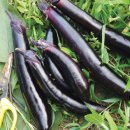 장혁농장 이미지