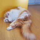 히히 그루밍 이미지