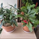 풀냄새꽃향기 이미지