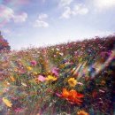 슬기로운 집사생활 이미지