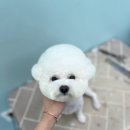 몽시앙 이미지