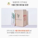 정화농장 | 선물하기 좋은 공기정화식물 스투키