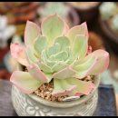 크로키아 이미지