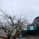 이모집 | 청도맛집 청둥오리이모집 오리불고기 갈치정식 후기