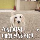 베버리 독스 네이버블로그