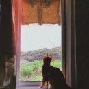 사랑방켄넬 이미지