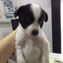 홍익동물병원 이미지