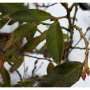 블루베리 탑햇과 핑크레모네이드 품종의 잎 비교 이미지
