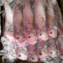 칼치랑고등어랑 이미지