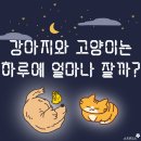 강아지와 고양이 이미지