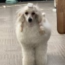 일산에이스약국 | 국비지원 일산에이스애견미용 개강 1주 차(20/11/09~20/11/13) 후기