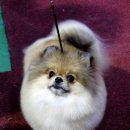 골든힐폼 이미지