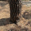 리틀포즈 반려동물 장례식장 | 대구 애견장례식장 :: 리틀포즈장례식장 강아지 장례식 치루어주고왔어요