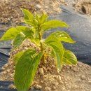 세실행정사사무소 이미지