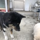 퍼플댕댕 이미지