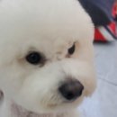 나나펫 이미지