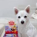 말랑한하루 | 반려다움 부드러운 덴탈츄 시니어견도 먹기 편한 말랑한 치석껌 후기