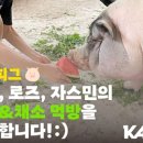 로즈피그