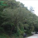 백옥대로 이미지