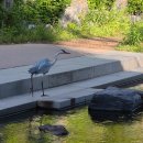 심곡천공원 | 부천 산책 명소 심곡천 – 자연과 동물, 여유를 모두 누릴 수 있는 심곡동 숨은 힐링 코스