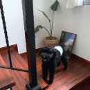 백화stay | 제주도 동쪽 감성숙소 애견동반 독채 조천읍 백화stay